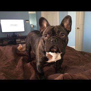 Meet your Posher, Benjamin